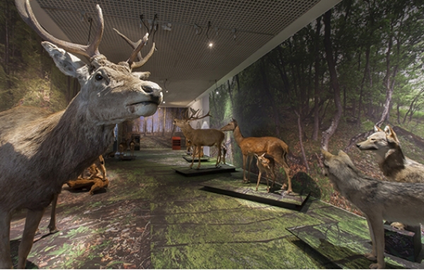 Wiedereröffnung des Naturmuseums verschoben