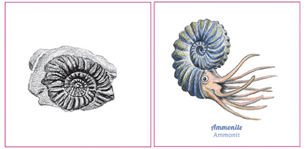 Ammonit und Fossil, gezeichnet von Sonja Gerber